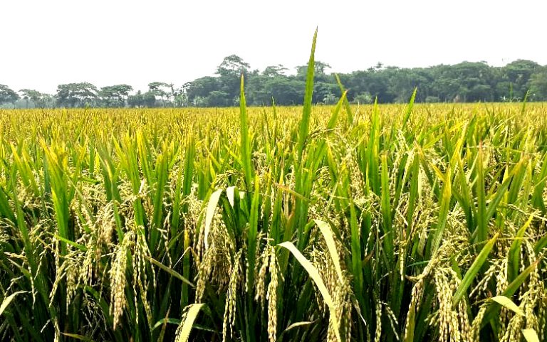 লালমোহনে সোনালী রঙে মাঠে দুলছে বোরো ধান, ভালো ফলনে কৃষকের মুখে হাসি