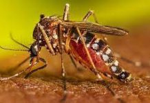 ২৪ ঘণ্টায় ডেঙ্গুতে মৃত্যু ৬, হাসপাতালে ভর্তি ১৫৬১