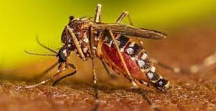 ২৪ ঘণ্টায় ডেঙ্গুতে মৃত্যু ৬, হাসপাতালে ভর্তি ১৫৬১