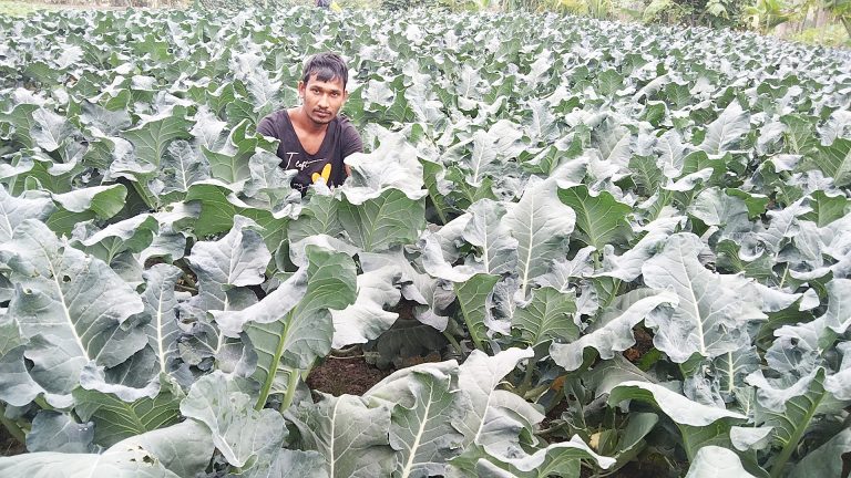 লালমোহনে ব্রোকলি চাষে লাভের স্বপ্ন বুনছেন যুবক সুমন
