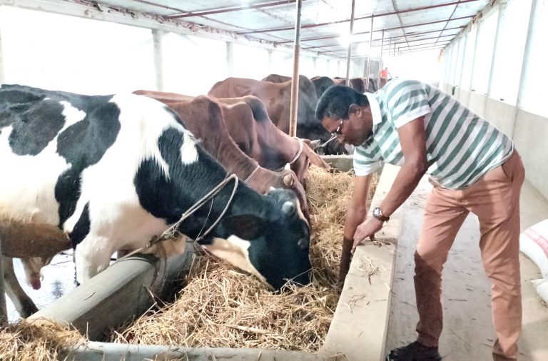 লালমোহনে গরুর খামারে স্বপ্ন দেখছেন মনিরুজ্জামান মনির