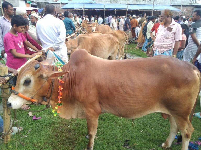 লালমোহনে কোরবানির জন্য ১৬ হাজার ১৭১টি গবাদি পশু প্রস্তুত
