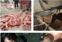 টাঙ্গাইলে ঘোড়ার মাংসকে গরুর মাংস হিসেবে বিক্রির অভিযোগে ৪ জন গ্রেপ্তার