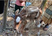 লালমোহনে ৬পা নিয়ে গরু বাছুরের জম্ম!