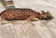 লালমোহনে প্রায় ৪০ কেজি ওজনের চিত্রা হরিণ উদ্ধার