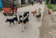 টাঙ্গাইলে কুকুরের কামড়ে ৯ শিশুসহ ৫৪ জন আহত