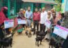 লালমোহনে দ্বীপ উন্নয়ন সোসাইটির উদ্যোগে হতদরিদ্রদের মাঝে ছাগল বিতরণ