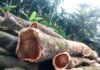 লালমোহনে ৪ শতাধিক সরকারি গাছ কেটে নিলেন যুবদল নেতা, অভিযোগ পেয়েও ইউএনও’র নিরবতা নিয়ে প্রশ্ন