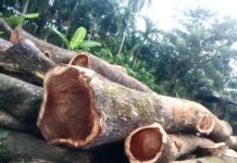 লালমোহনে ৪ শতাধিক সরকারি গাছ কেটে নিলেন যুবদল নেতা, অভিযোগ পেয়েও ইউএনও’র নিরবতা নিয়ে প্রশ্ন